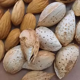 تصویر 3 از فروش بادام پوست کاغذی درجه 1 + قیمت باور نکردنی